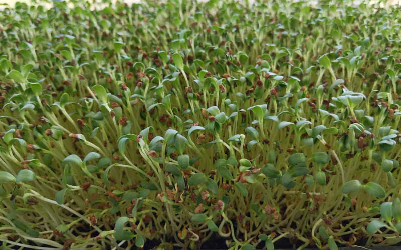 Microgreen Seeder Blank